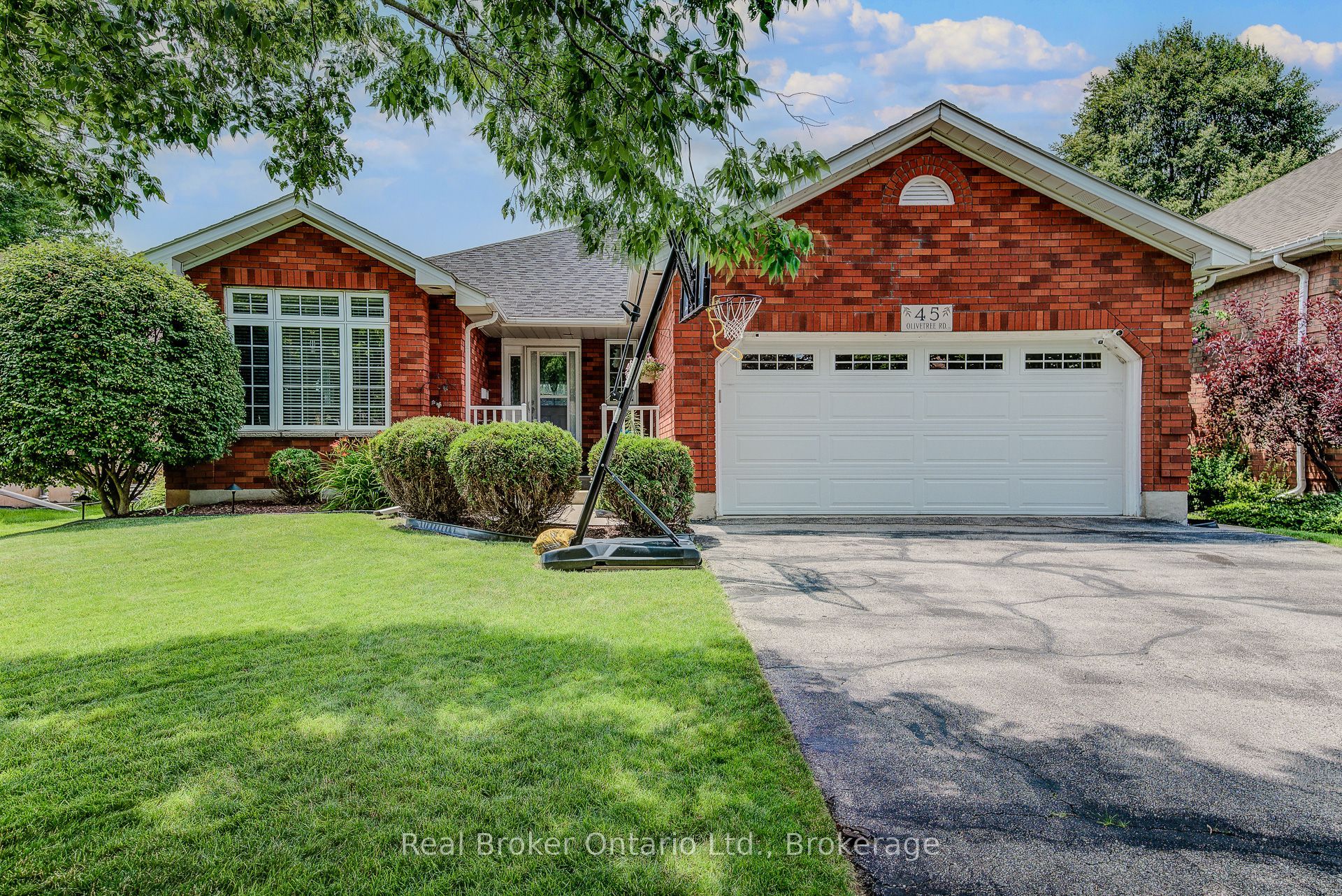45 Olivetree