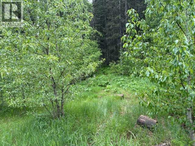 229 Mountain Lion