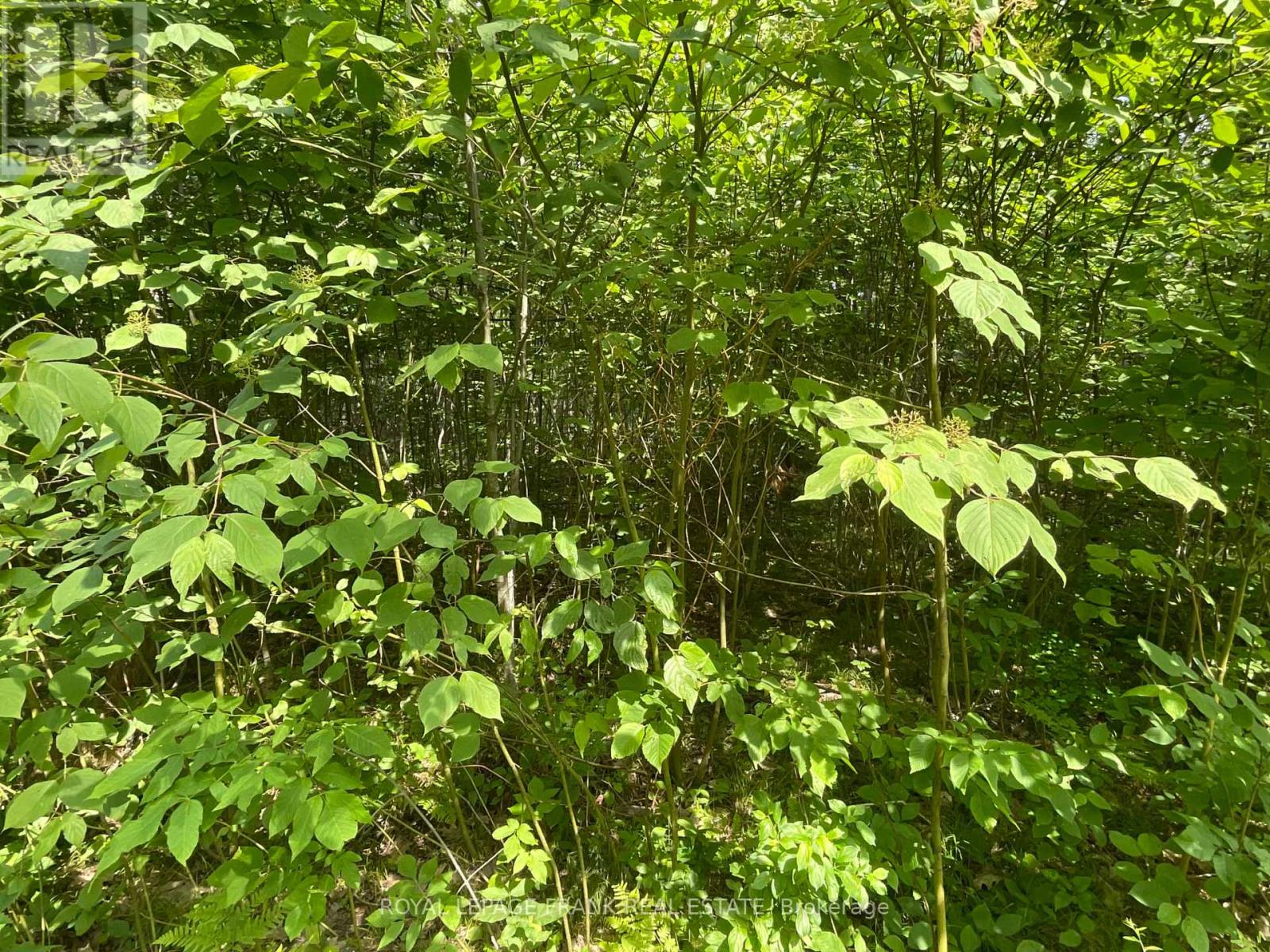 0 Sugarbush